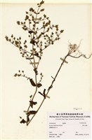 藏品(巒大當藥)的圖片